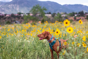 Best Off-Leash Dogs Parks in Colorado Springs