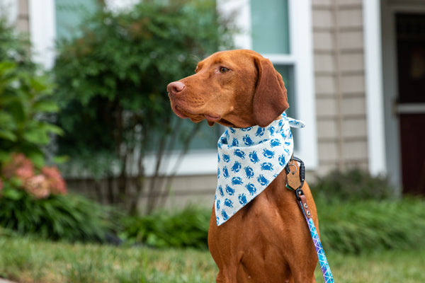 Blue Crabs Bandana